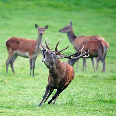 le brame du cerf, dans les Ardennes | African animals with horns ...