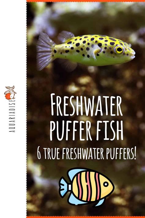 Freshwater puffer fish | 6 true freshwater puffers! - Aquariadise