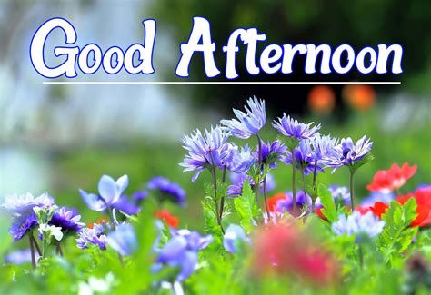 Download Good Afternoon Spring Day Flowers Picture | Wallpapers.com