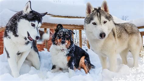 My Husky Plays With a PUPPY In DEEP Snow! - YouTube