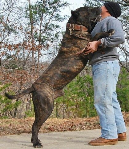 Look at how huge this PRESA CANARIO is! So beautiful! My fav breed of ...