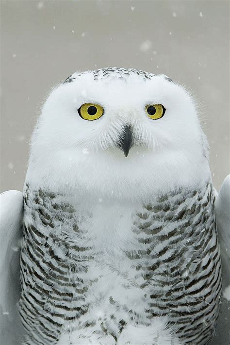 Snowy Owl Eyes – Image Conscious