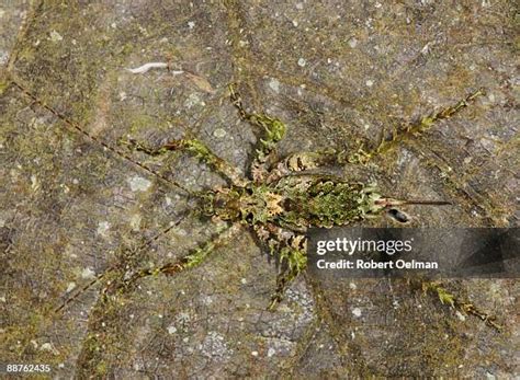 Katydid Photos and Premium High Res Pictures - Getty Images