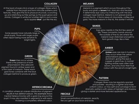 Iridology Chart, Eye Facts, Eye Color Facts, Iris Recognition, Eye ...