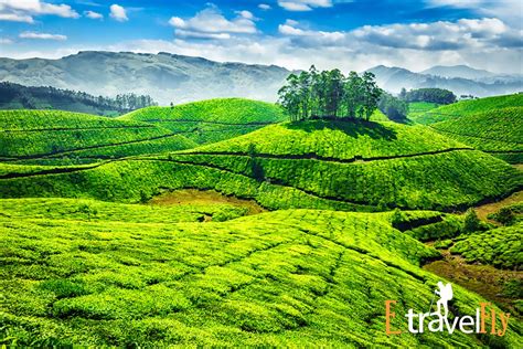 Munnar budget packages Natural Beauty of Munnar Starting @ ₹4,999 - Etravelfly