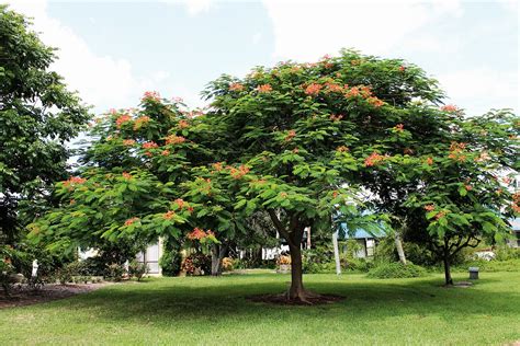 Best Flowering Trees for South Florida | by Falon Mihalic | Landscapes and Gardens | Medium