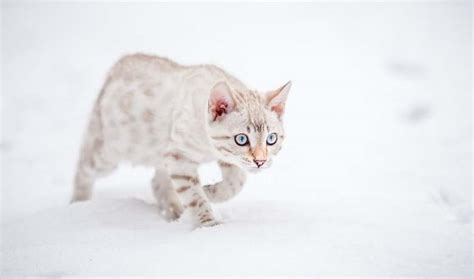 Snow Bengal Cat - 29 Questions About Snow & White Bengal Cat [Answered ...