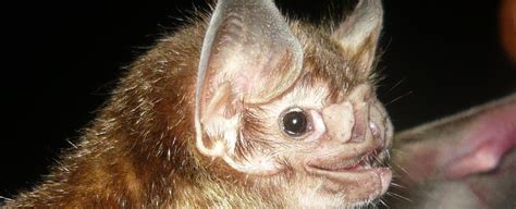 Scientists Warn Vampire Bats May Soon Spread Into The Southern US ...