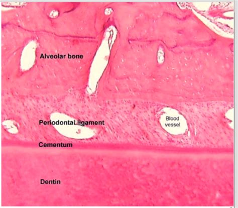 Alveolar Bone Histology