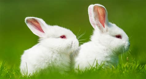 Why Do White Rabbits Have Red Eyes? Albinism In Rabbits