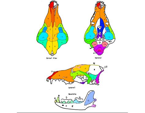 Coyote Skull Anatomy Quiz