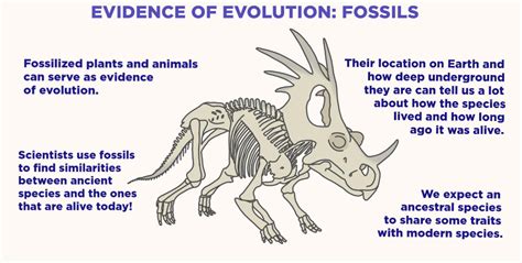 Fossils (Evidence of Evolution) — Overview & Examples - Expii | Evolution, Fossils, Evidence