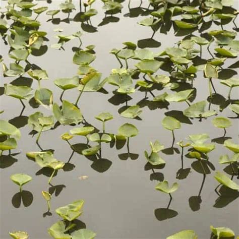 8 Hardy & Easy Floating Pond Plants - Pond Informer