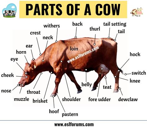 Cattle Udder Anatomy - Livestock Cattle