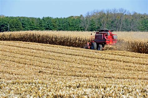 Harvesting corn field stock photo. Image of industry - 34731140