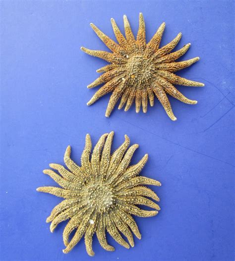 5 to 5-7/8 inches Natural Brown Sun Dried Sunflower Starfish in Bulk