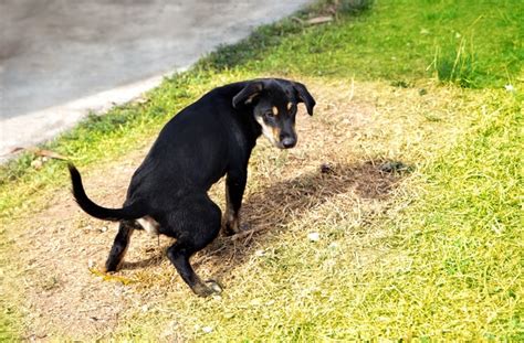 7 Signs of Rocky Mountain Spotted Fever in Dogs | petMD