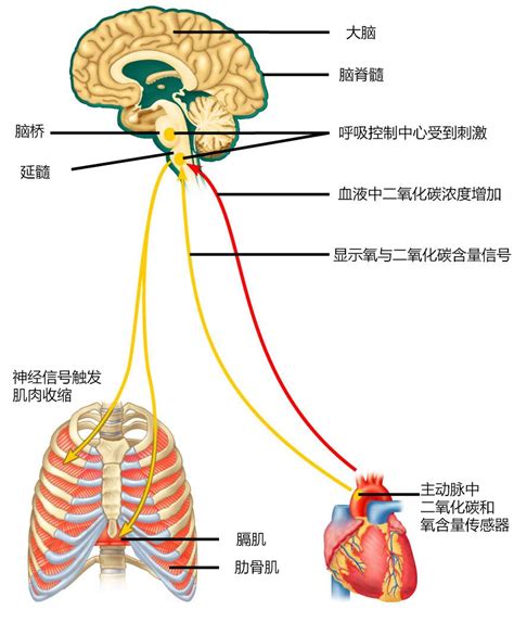 中枢睡眠呼吸暂停——沉默杀手 - 知乎