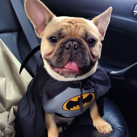 213 best Frenchie costumes images on Pinterest | French bulldogs ...