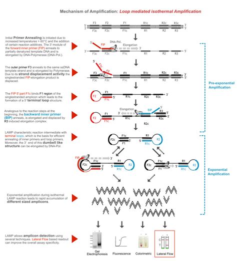 Loop mediated isothermal Amplification & Lateral Flow