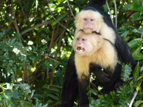 Have you seen funny Capuchin monkeys in Costa Rica? | MyEnglishGuide.com