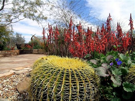 Desert Botanical Garden, Phoenix, Central Arizona - Traveldigg.com