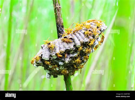 Close up hornet with nest. Wasps in the nest. A hornet's nest that is ...