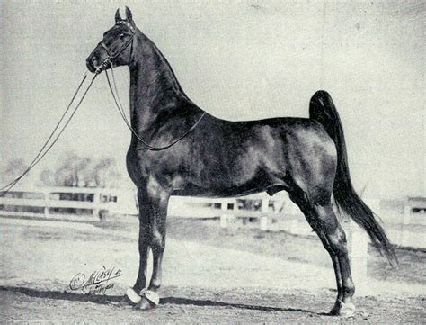 Here's a very rarely seen image of the great sire, Genius Bourbon King, as a four year old. JW ...