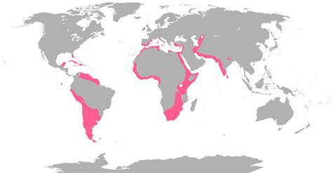 Diet & Map of Flamingo Habitats - Flamingos