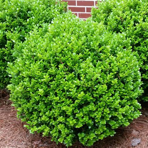 Boxwood ‘Wintergreen’ – John Renfroe | Landscape Architect