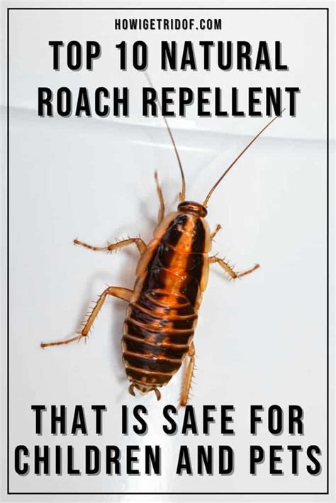 Top 10 Natural Roach Repellent Products That Are Safe For Children and ...