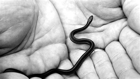 Black Mamba Snake Facts: Separating Myth From Reality