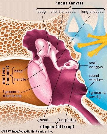 Anatomical Structure of the Ears | The Elephant