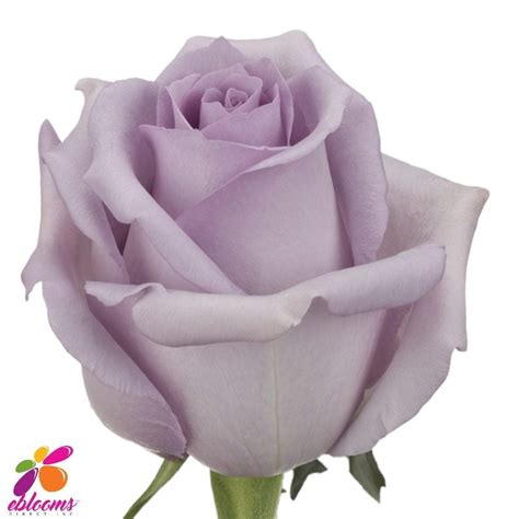 Ocean Song Rose variety – Eblooms Farm Direct Inc.