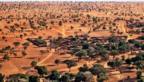 Sahara Desert Trees