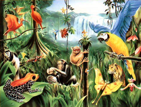 Animals Of The Rainforest