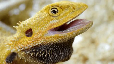 Do Bearded Dragons Have Teeth? Facts & Care Tips. – Pets Bunch