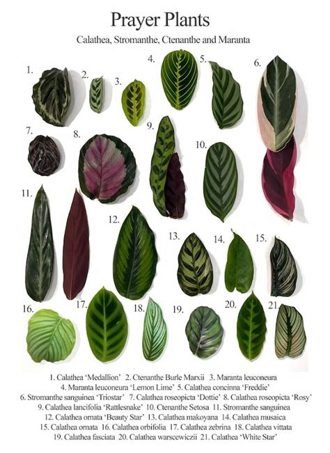 Complete Prayer Plant (Maranta Leuconeura) Care Instructions - RayaGarden