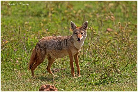 The Golden Jackal | Another lifer from my recent trip to the… | Flickr