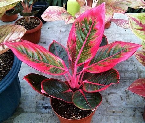 Aglaonema Lipstick Kanza (With images) | Plants, Evergreen plants, Tropical house plants