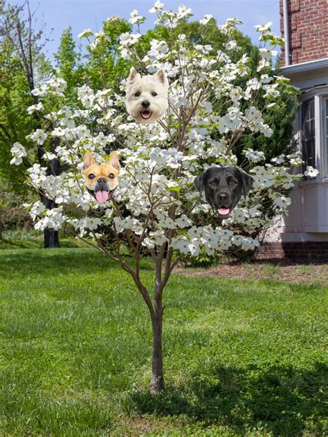 How To Care For Dogwoods