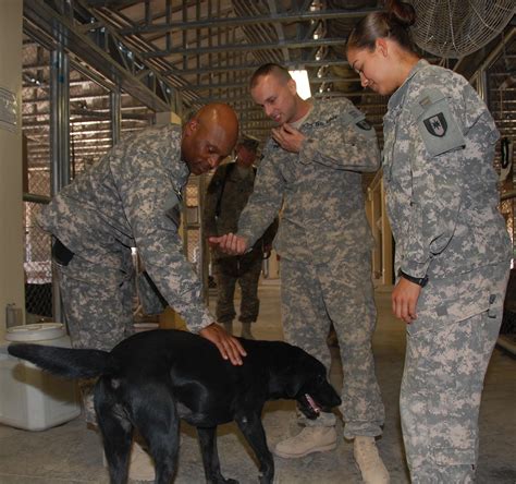 Vet unit partners with field support brigade to keep IED detection dogs in fight | Article | The ...