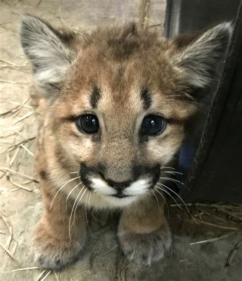 Orphaned Mountain Lion Cubs Arrive At Cheyenne Mountain Zoo | Baby animals pictures, Mountain ...