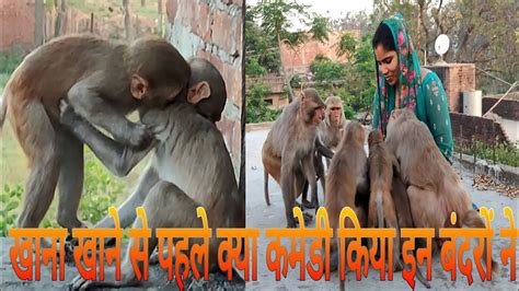 monkey#comedy Bandar क्या कमेडी किया आज बंदरों ने - YouTube