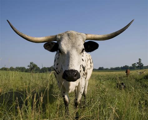 Longhorn Cattle Facts