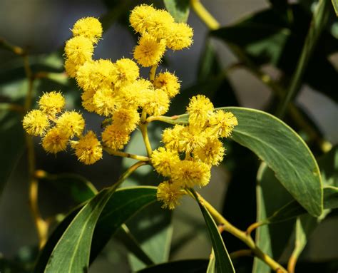 Golden Wattle | Swan Bay Environment