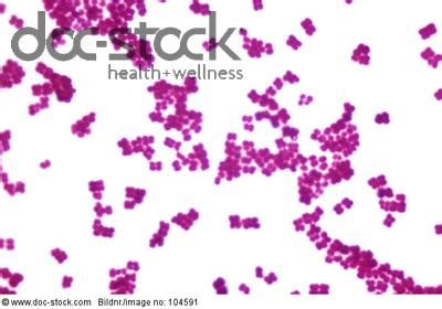 Sarcina lutea gram-positive Bacteria. LM X500., doc-stock - Imagedetails of health, medicine ...