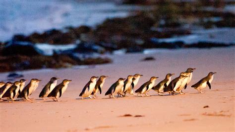 One Day Penguin Parade Express Tour, Tour, Melbourne, Victoria, Australia