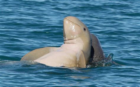 Australian Snubfin Dolphin – "OCEAN TREASURES" Memorial Library