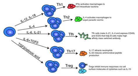 CD4+ T helper subsets. CD4+ T cells can differentiate into different... | Download Scientific ...